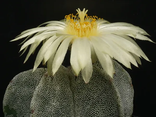 Foto von Astrophytum (Astrophytum myriostigma).