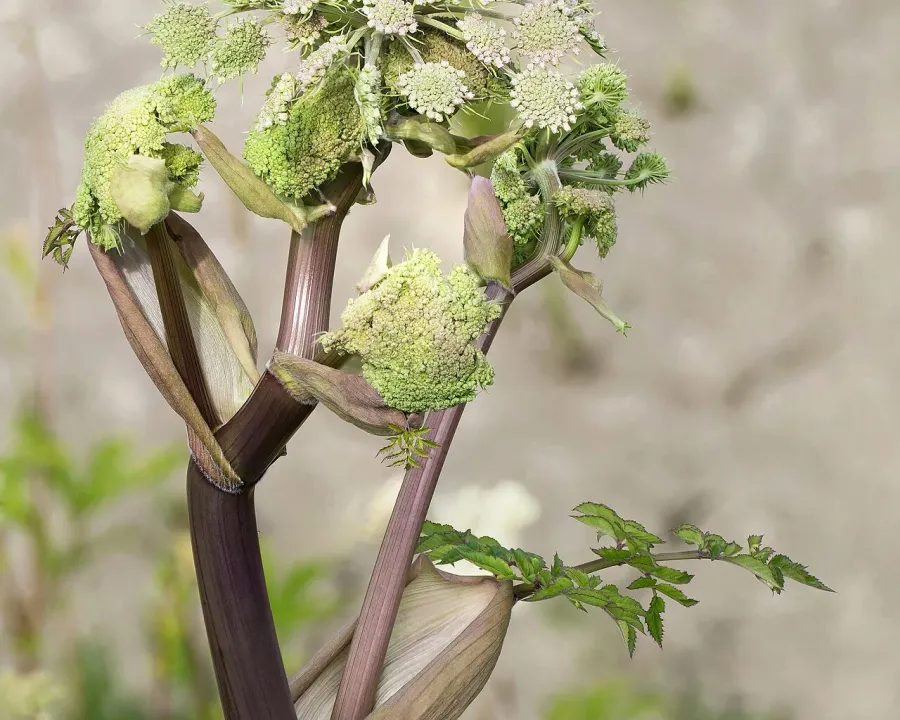 Foto oder Aufnahme zum Pflanzenproblem: Ausbleibende Blüte.