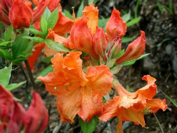 Foto von Azalee (Rhododendron japonicum).