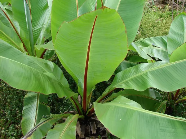Foto von Bananenstaude (Ensete ventricosum).