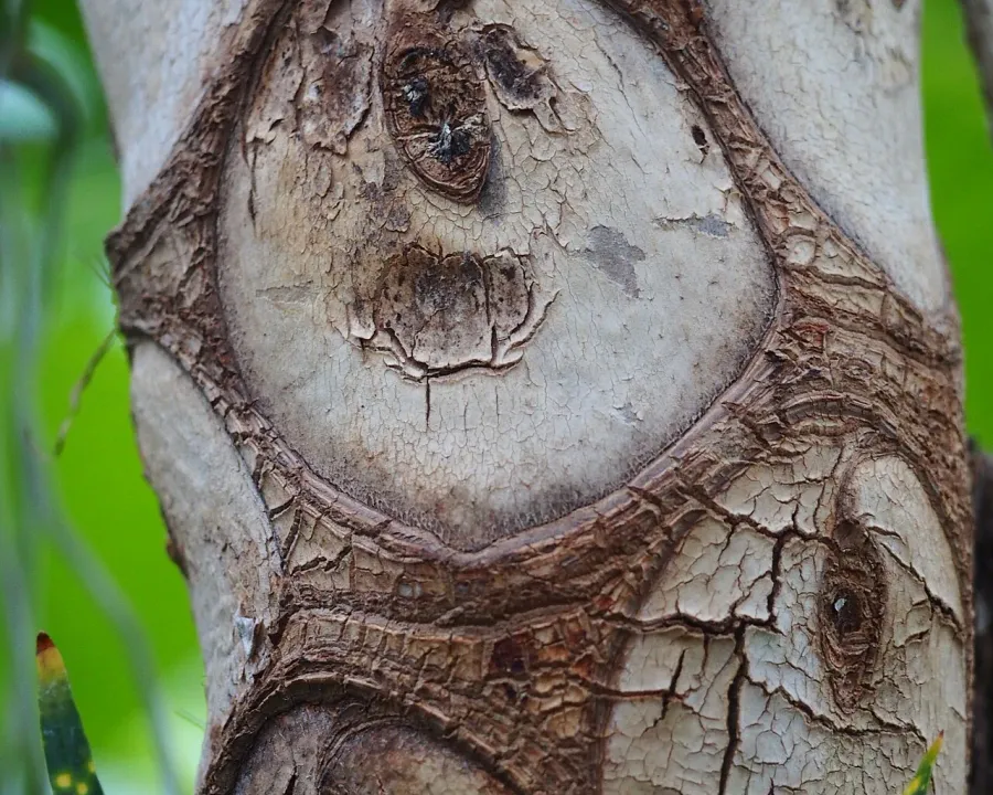 Foto von Baumfreund (Philodendron bipinnatifidum).