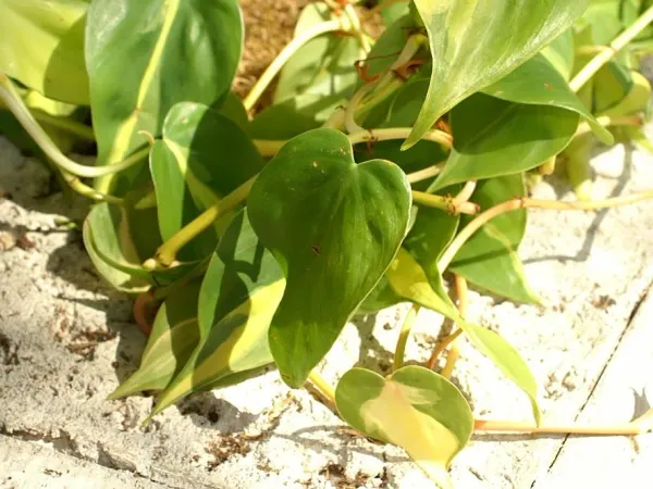 Foto von Baumfreund (Philodendron hederaceum 'Brasil').