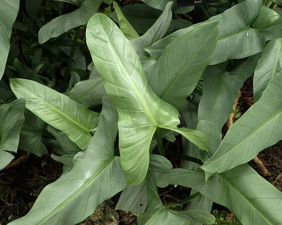 Foto von Baumfreund (Philodendron hastatum).