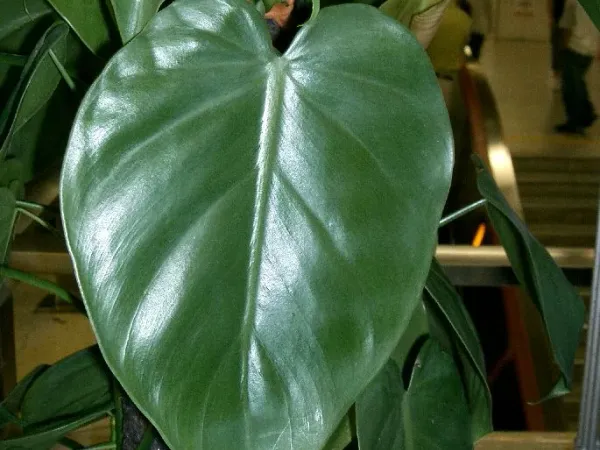 Foto von Baumfreund (Philodendron hederaceum).