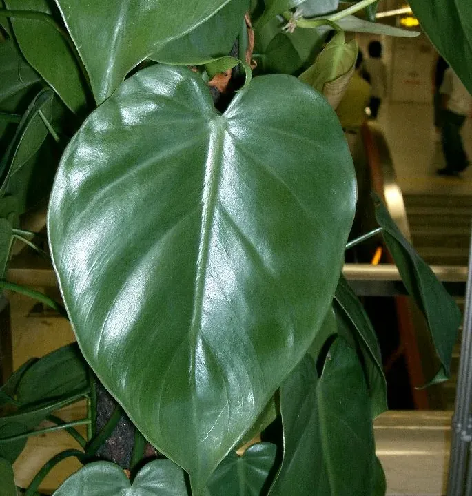 Foto von Baumfreund (Philodendron hederaceum).