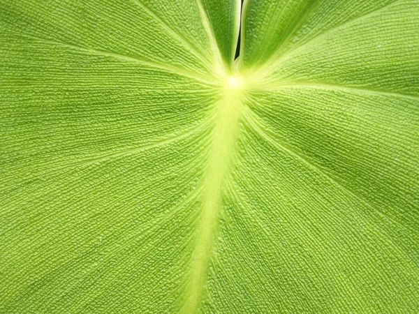 Foto von Baumfreund (Philodendron rugosum).