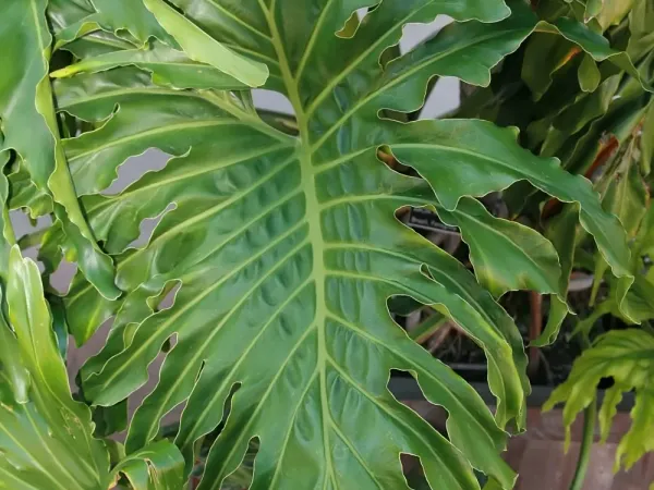 Foto von Baumfreund (Philodendron selloum).