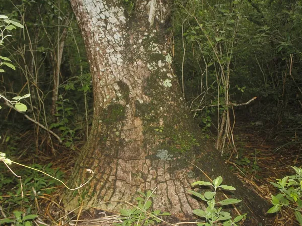 Foto von Beaucarnea (Beaucarnea recurvata).