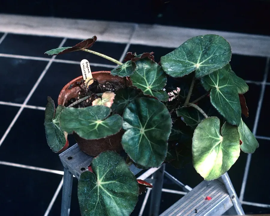 Foto von Begonie (Begonia erythrophylla).
