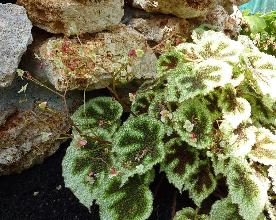Foto von Begonie (Begonia masoniana).