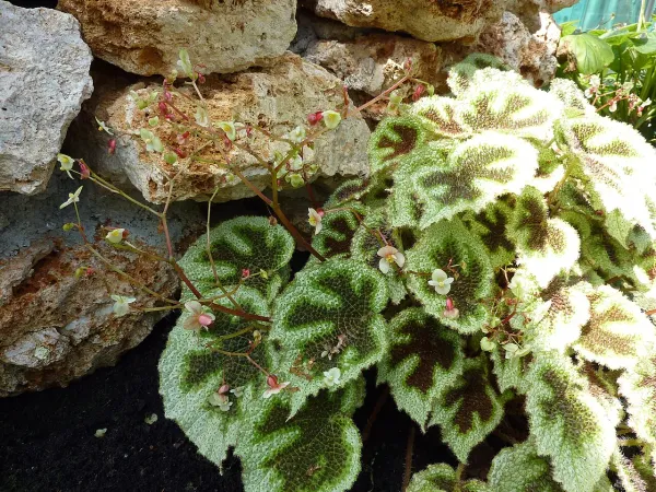 Foto von Begonie (Begonia masoniana).