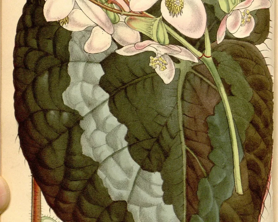 Foto von Begonie (Begonia rex).