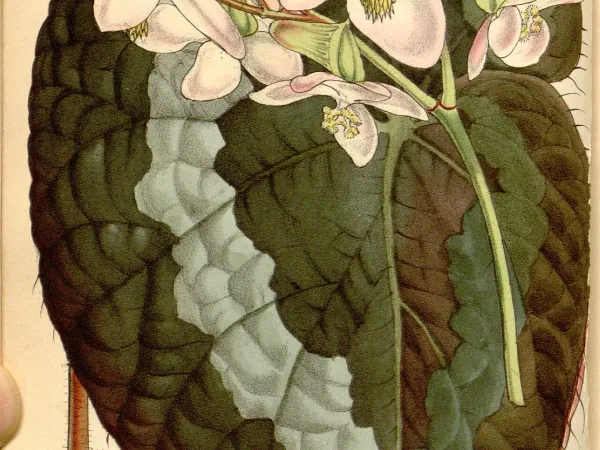 Foto von Begonie (Begonia rex).