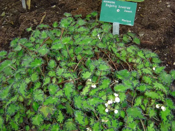 Foto von Begonie (Begonia bowerae).