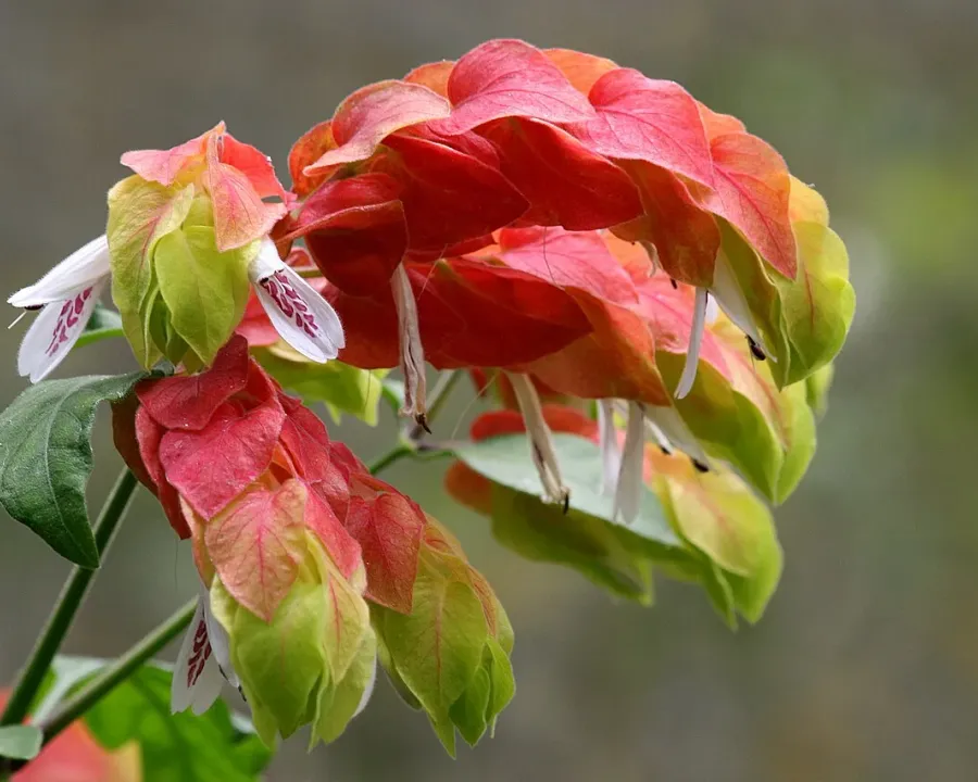 Foto von Beloperone (Justicia brandegeeana).