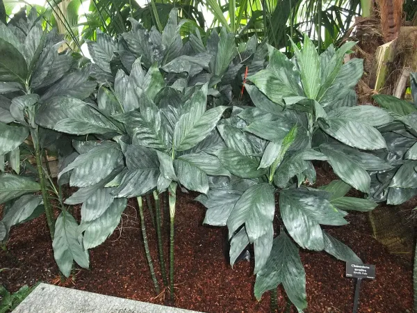 Foto von Bergpalme (Chamaedorea metallica).