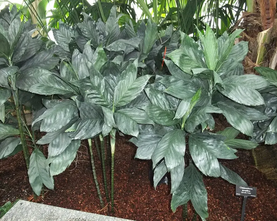 Foto von Bergpalme (Chamaedorea metallica).