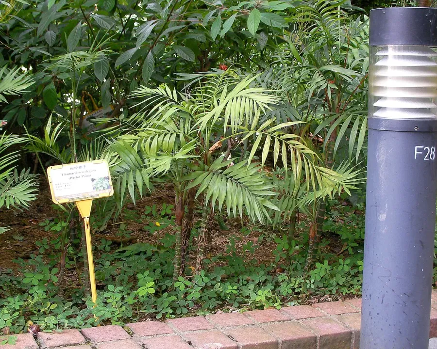 Foto von Bergpalme (Chamaedorea elegans).