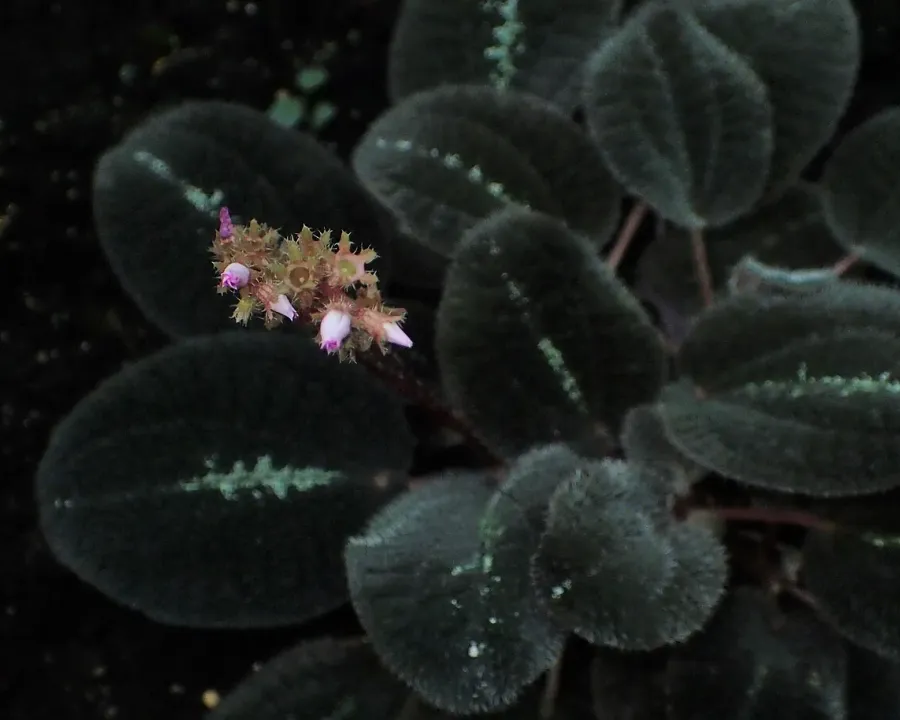 Foto von Bertolonia (Bertolonia marmorata).