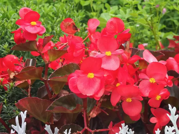 Foto von Blattbegonie (Begonia × benariensis).