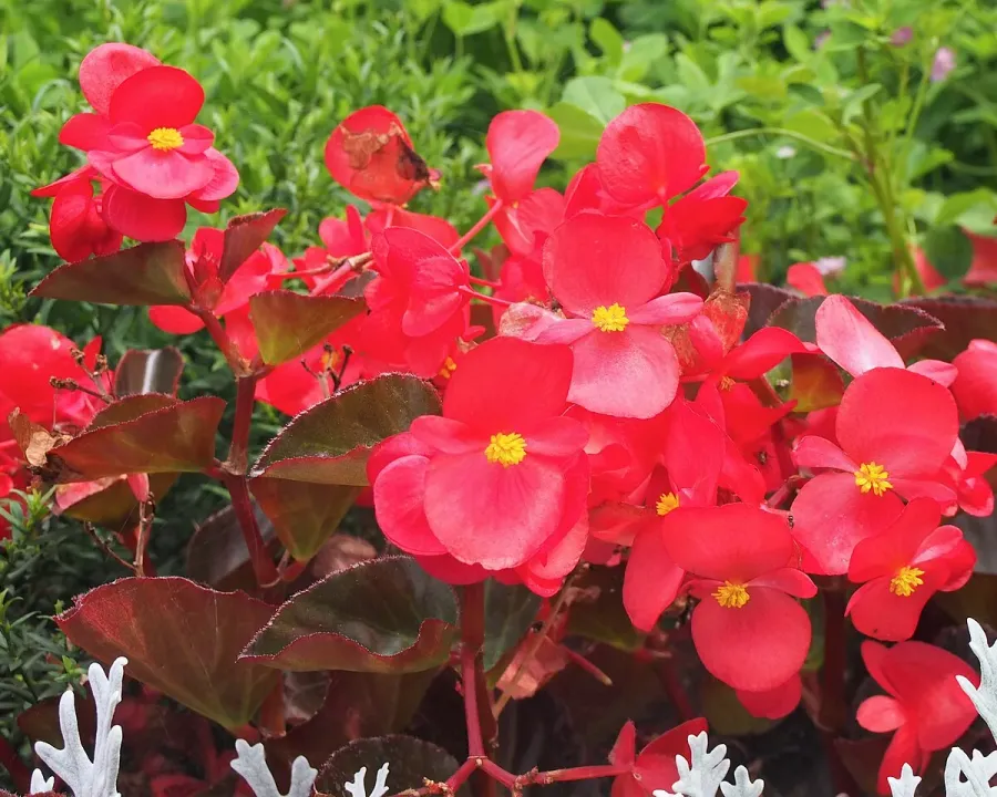 Foto von Blattbegonie (Begonia × benariensis).