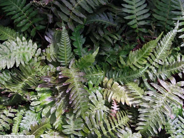 Foto von Blechnum (Blechnum occidentale).