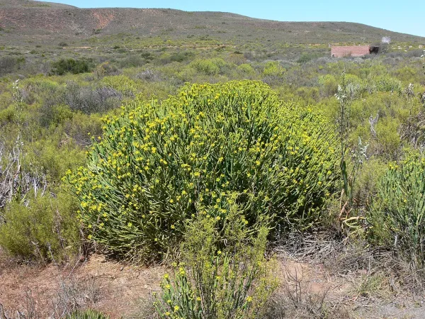 Foto von Bleistiftkaktus (Euphorbia mauritanica).