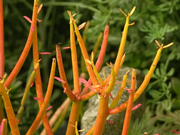 Foto von Bleistiftkaktus (Euphorbia tirucalli).