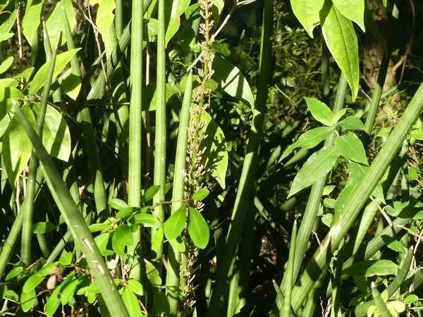 Foto von Bogenhanf (Dracaena angolensis).