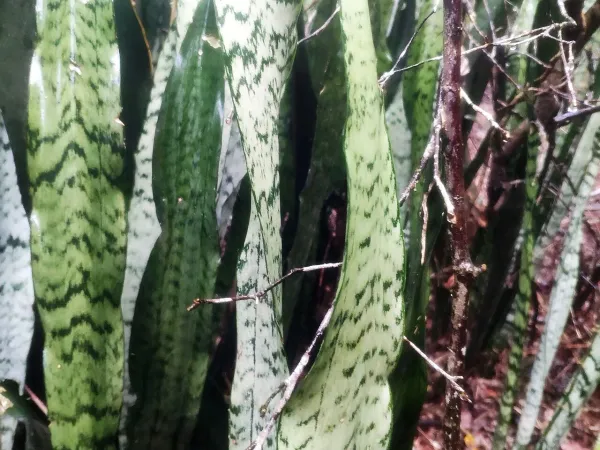 Foto von Bogenhanf (Dracaena trifasciata).