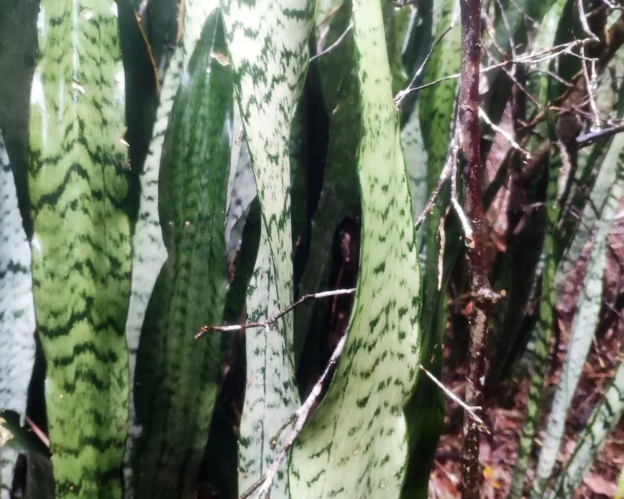 Foto von Bogenhanf (Dracaena trifasciata).