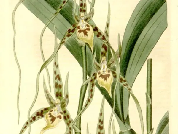 Foto von Brassia (Brassia caudata).