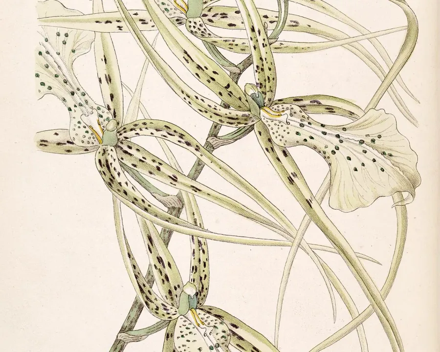 Foto von Brassia (Brassia verrucosa).