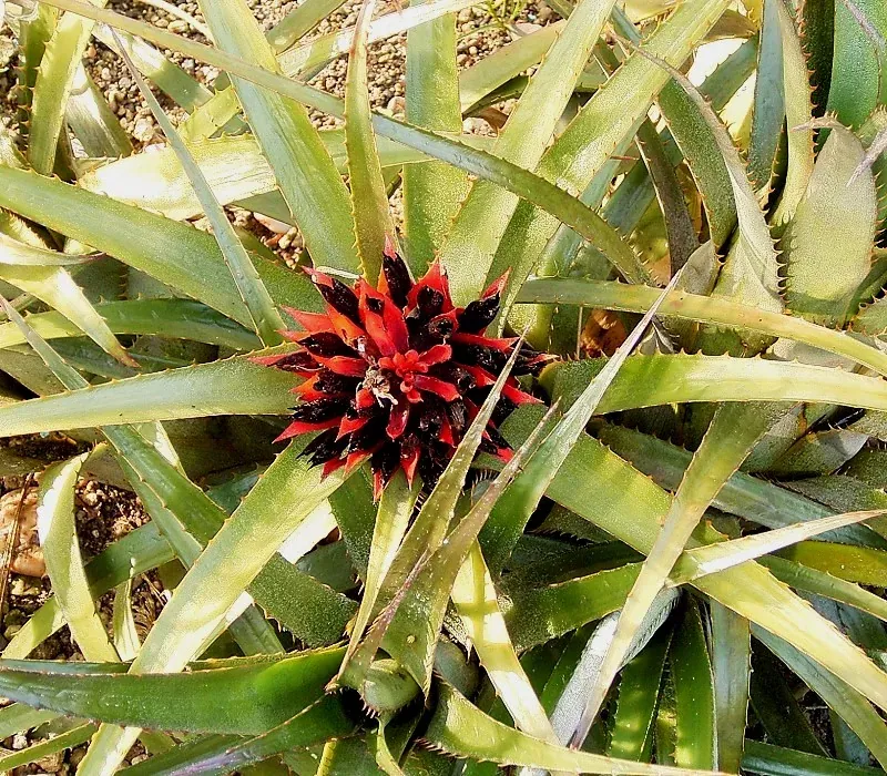 Foto von Bromelie (Aechmea recurvata).