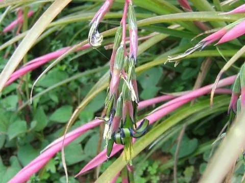 Foto von Bromelie (Billbergia nutans).