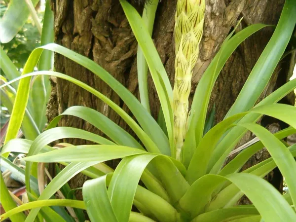Foto von Bromelie (Guzmania monostachia).