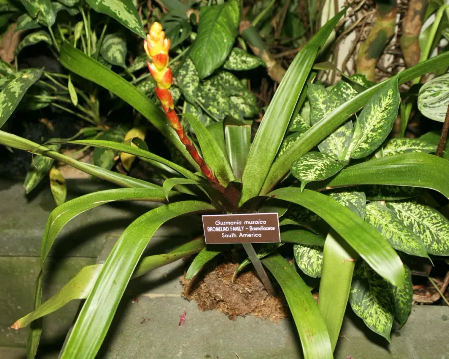 Foto von Bromelie (Guzmania musaica).