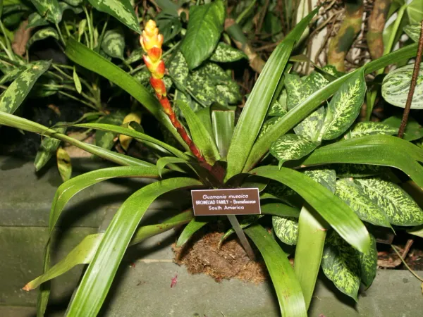 Foto von Bromelie (Guzmania musaica).