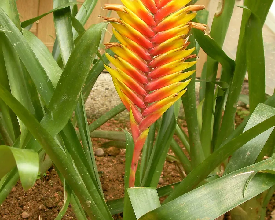 Foto von Bromelie (Vriesea carinata).
