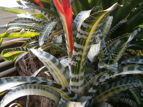 Foto von Bromelie (Aechmea chantinii).