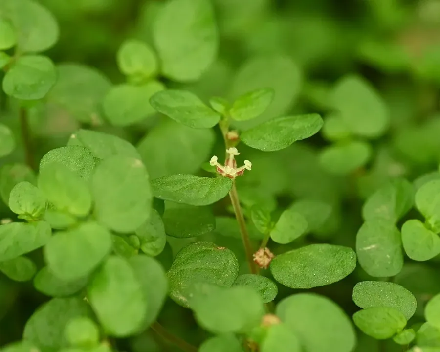 Foto von Bubikopf (Soleirolia soleirolii).