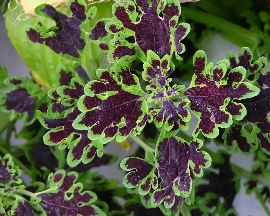 Foto von Buntnessel (Coleus scutellarioides).