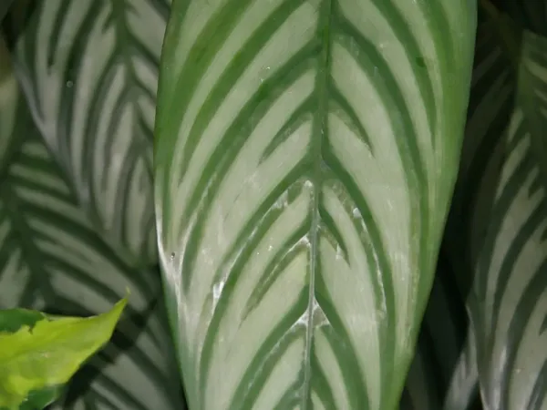 Foto von Calathea (Ctenanthe amabilis).