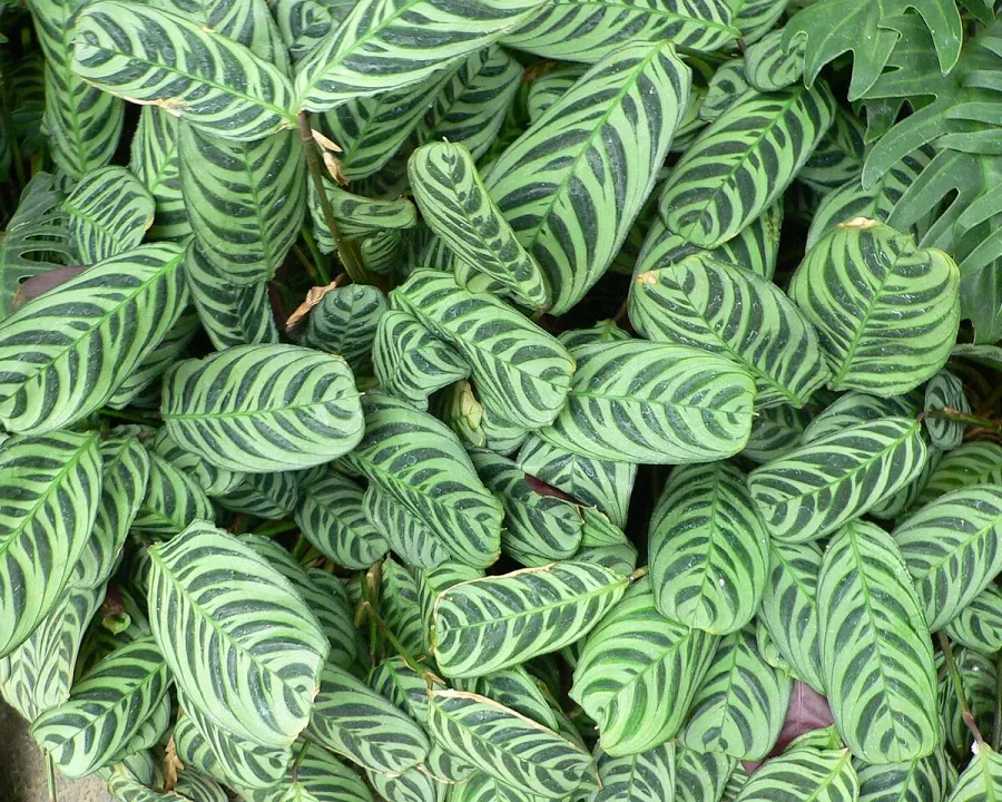 Foto von Calathea (Ctenanthe burle-marxii).