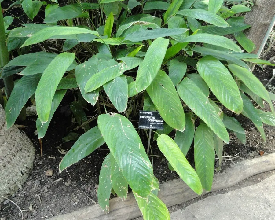 Foto von Calathea (Ctenanthe compressa).