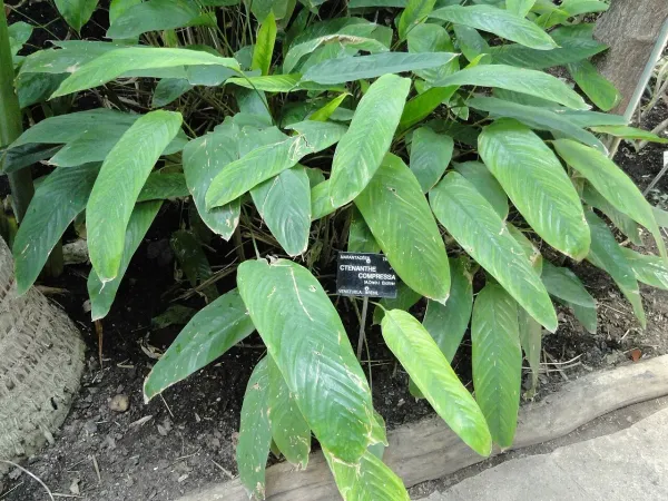 Foto von Calathea (Ctenanthe compressa).