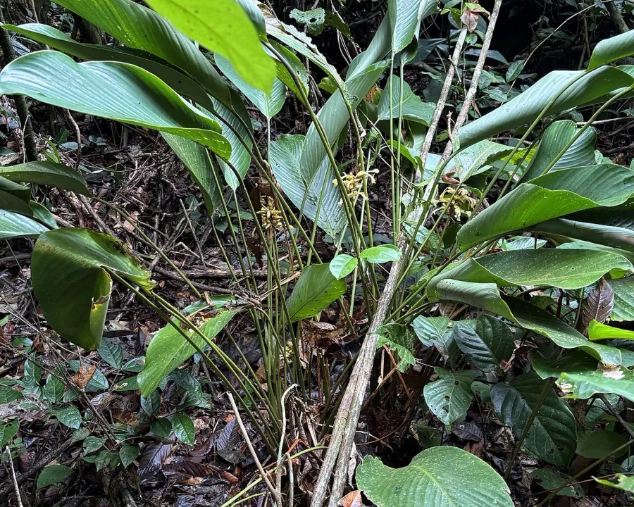Foto von Calathea (Goeppertia elliptica).
