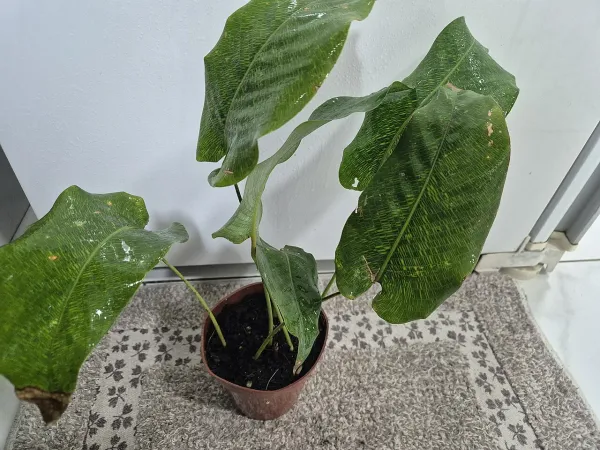 Foto von Calathea (Goeppertia kegeljanii).