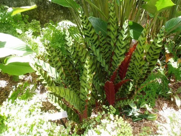 Foto von Calathea (Goeppertia lancifolia).