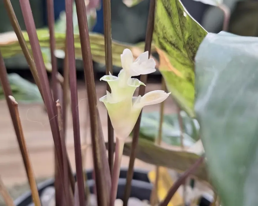 Foto von Calathea (Goeppertia louisae).